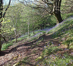 Blue Bells on our farm walk