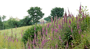 Grassy Field Edges