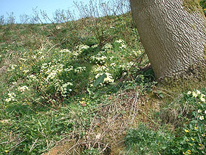 Primrose covered bank